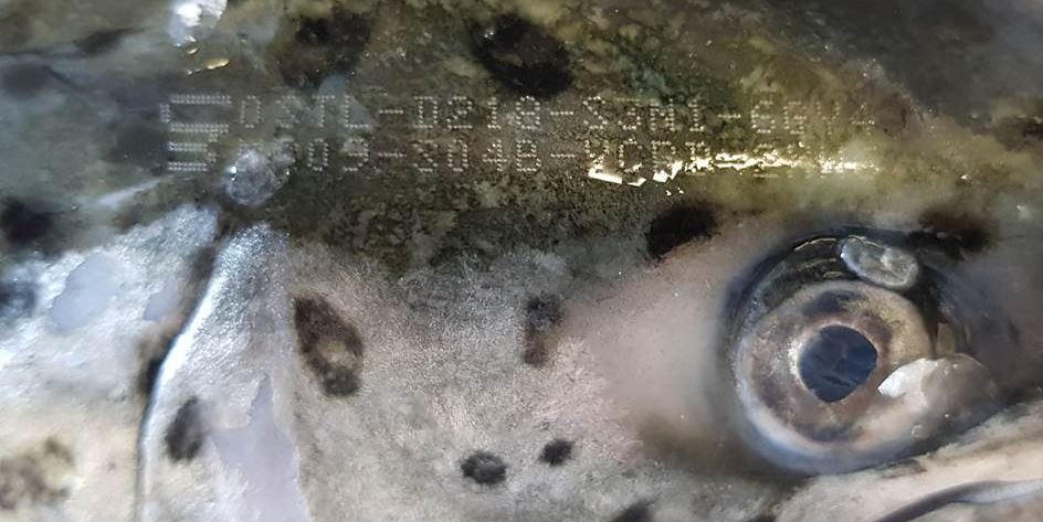 Countermark laser marked on Salmon